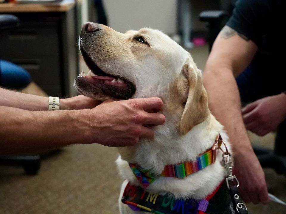 US-NEWS-WOULDBE-SHOW-DOG-FINDS-HIS-1-PO.jpg